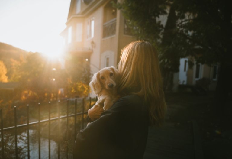 Chien à l'automne
